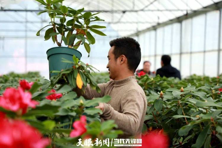 百里杜鹃:"旅游+扶贫"敲开致富门